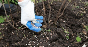 Jak a čím hnojit rybíz na podzim?